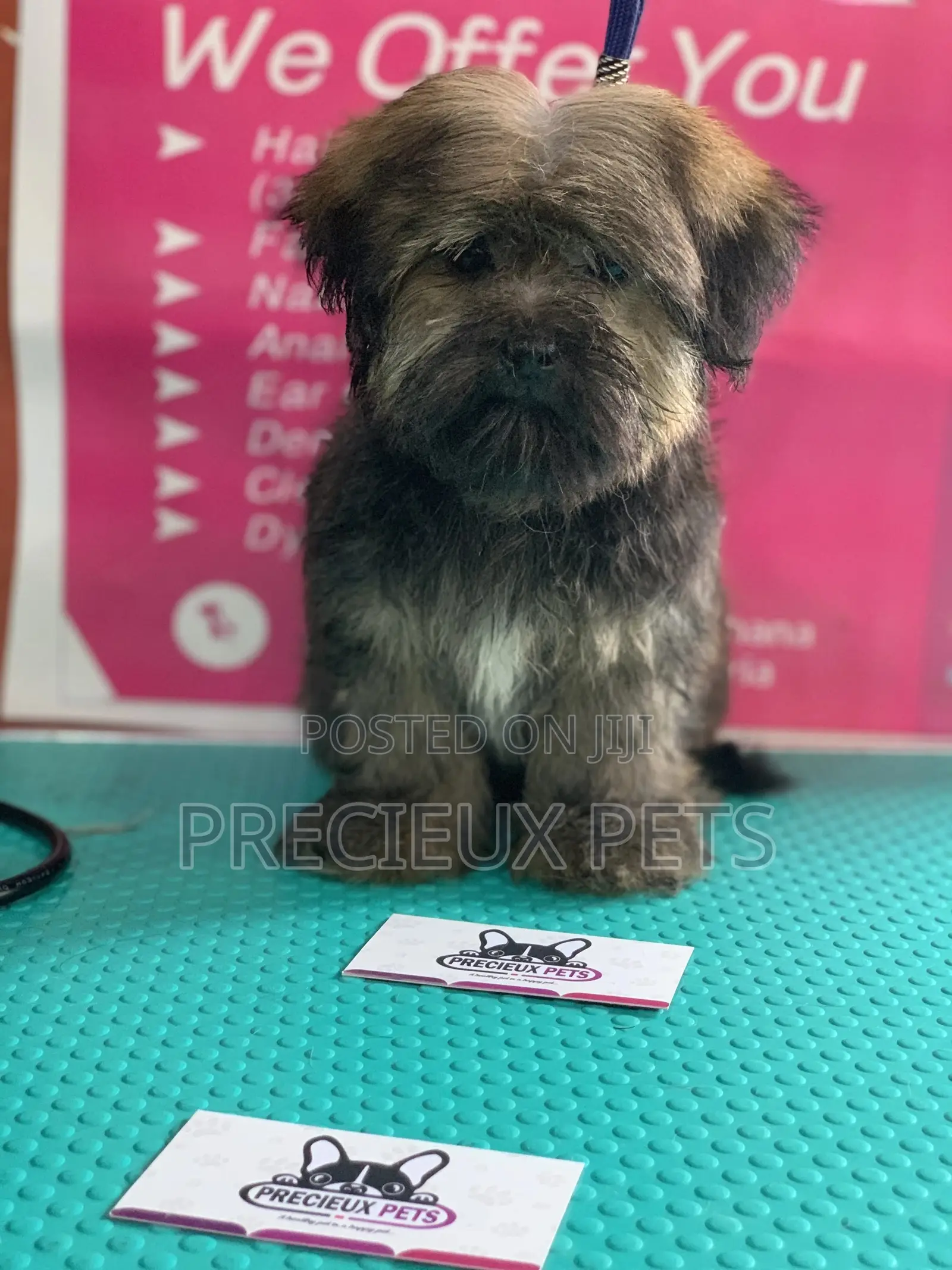 Basic Grooming Service at Precieux Pets