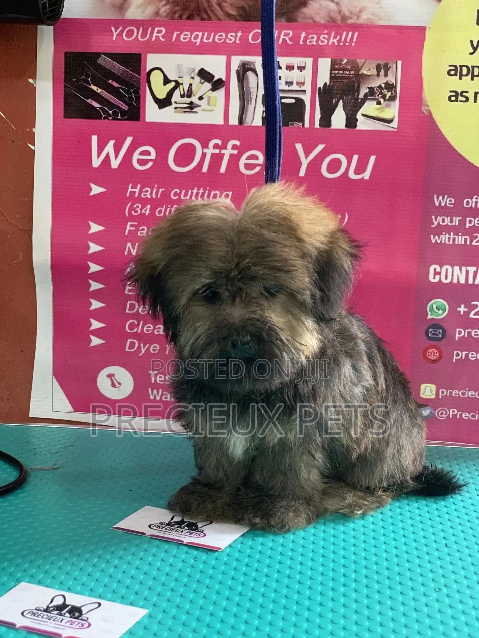 Basic Grooming Service at Precieux Pets