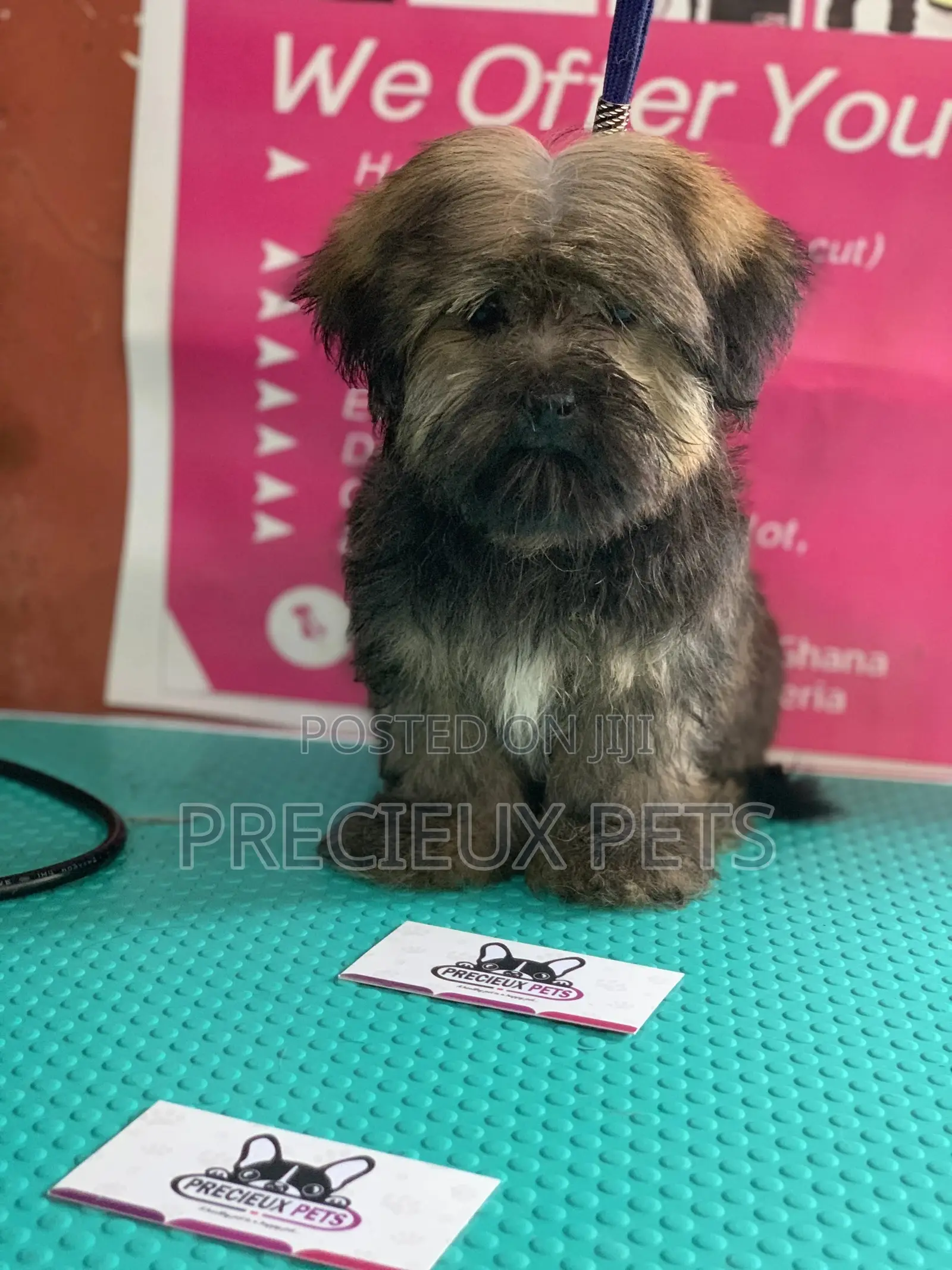 Basic Grooming Service at Precieux Pets