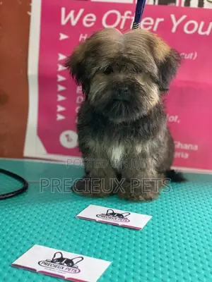 Basic Grooming Service at Precieux Pets