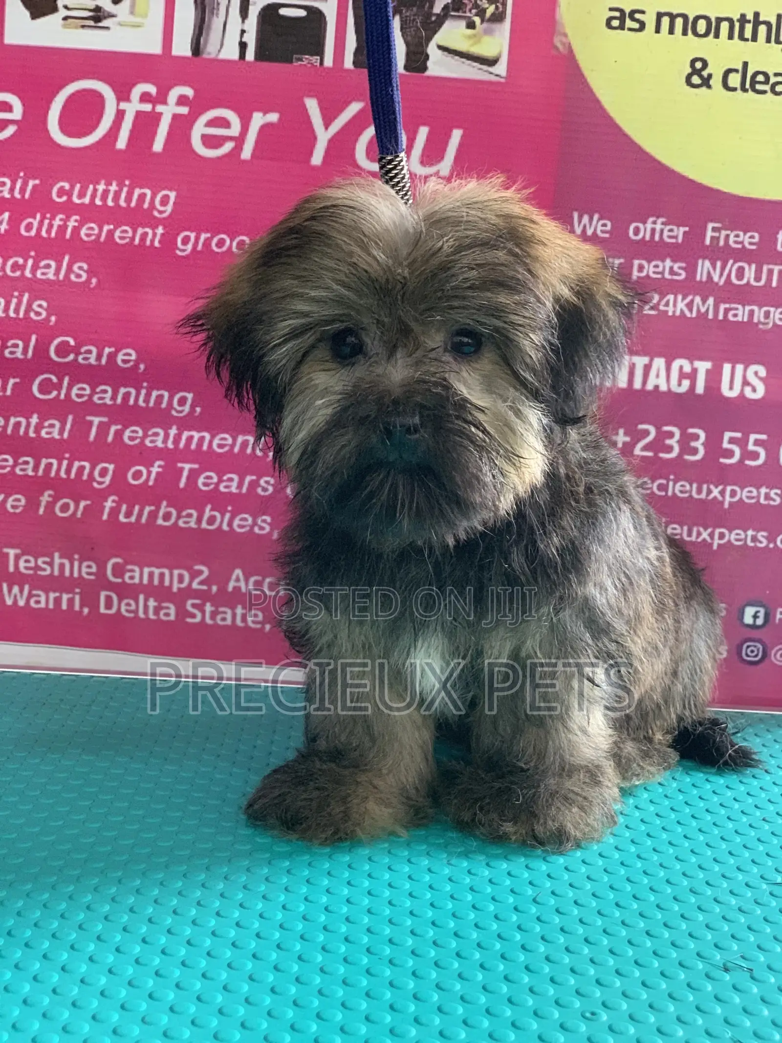 Basic Grooming Service at Precieux Pets