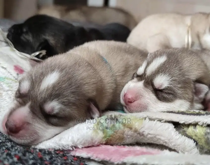 1-3 months Female Purebred Siberian Husky