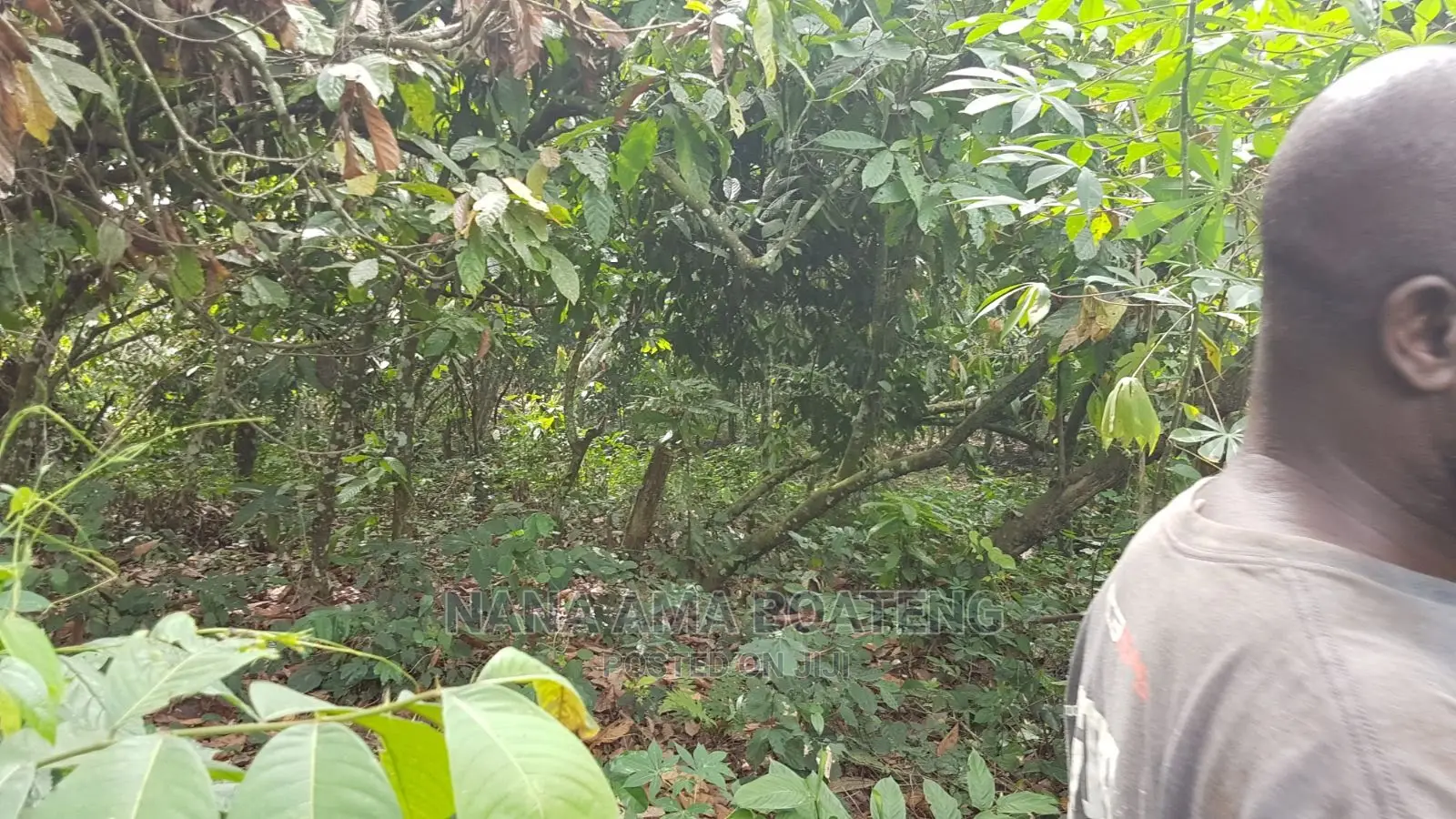 Farm Land at Nkawkaw in Kwahu West Land & Plots for Sale, Nana Ama Boateng