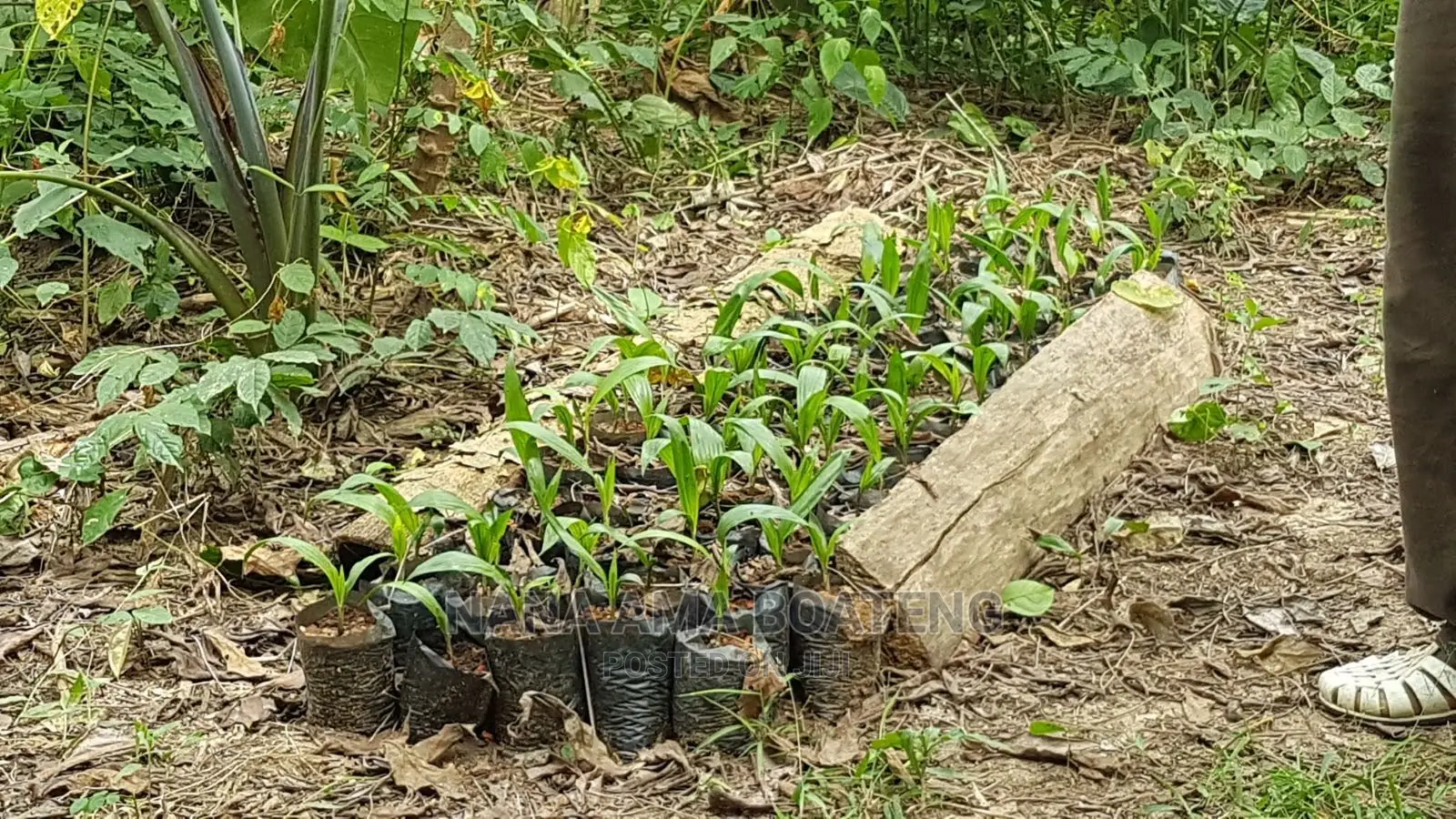 Farm Land at Nkawkaw in Kwahu West Land & Plots for Sale, Nana Ama Boateng