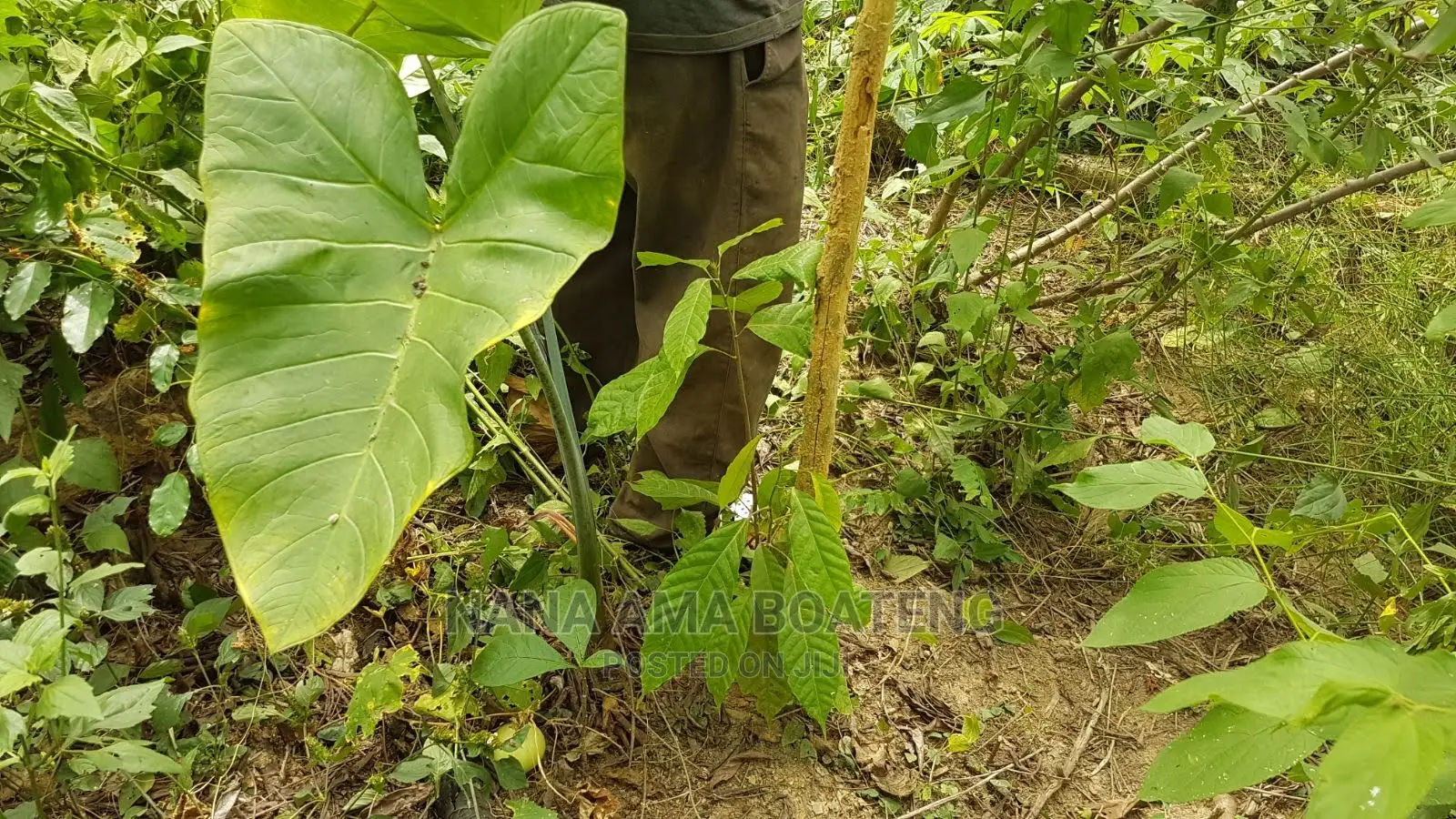 Farm Land at Nkawkaw in Kwahu West Land & Plots for Sale, Nana Ama Boateng