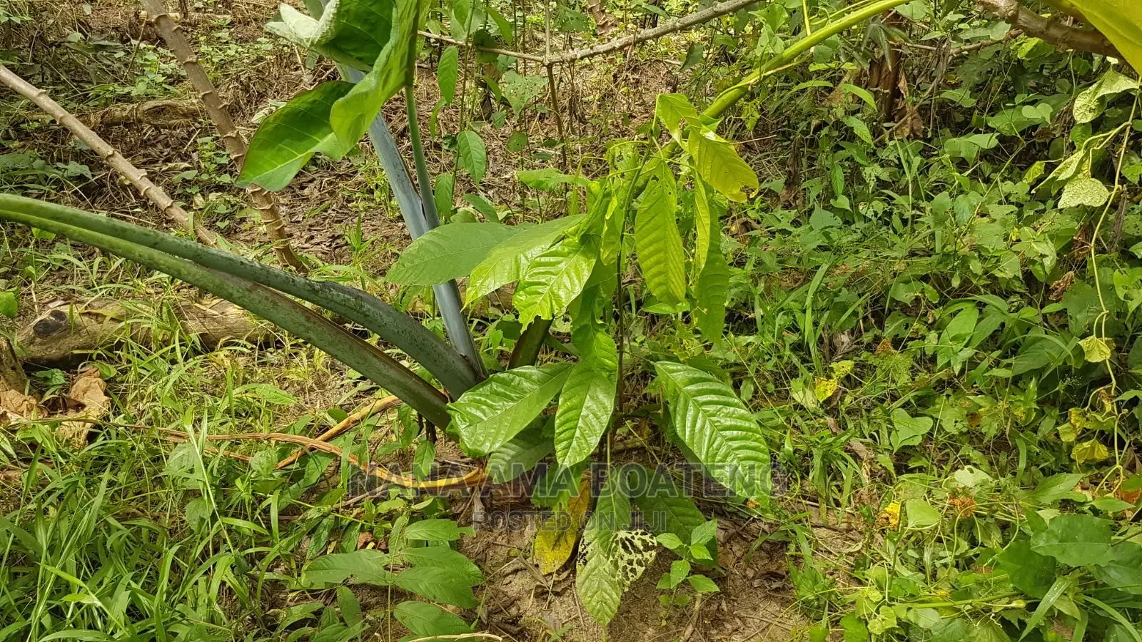 Farm Land at Nkawkaw in Kwahu West Land & Plots for Sale, Nana Ama Boateng