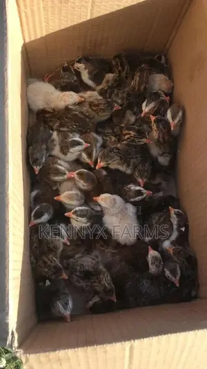 Guinea Fowl Keets For Sale