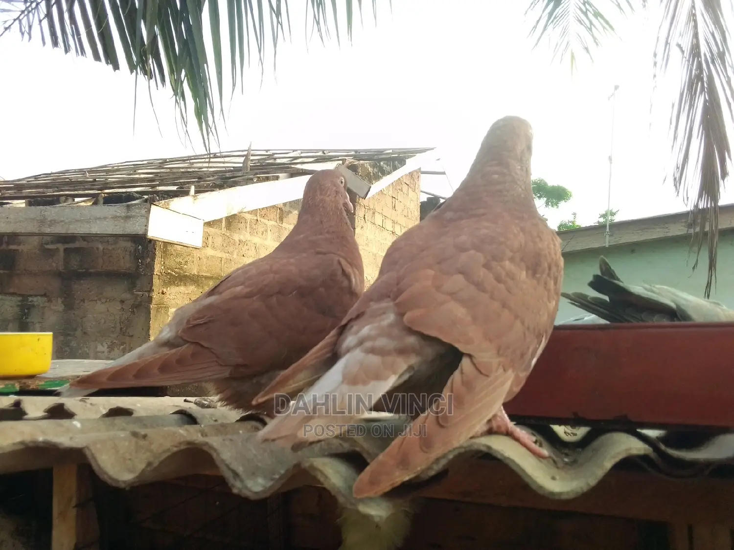 Recessive Red, Yellow Pigeons