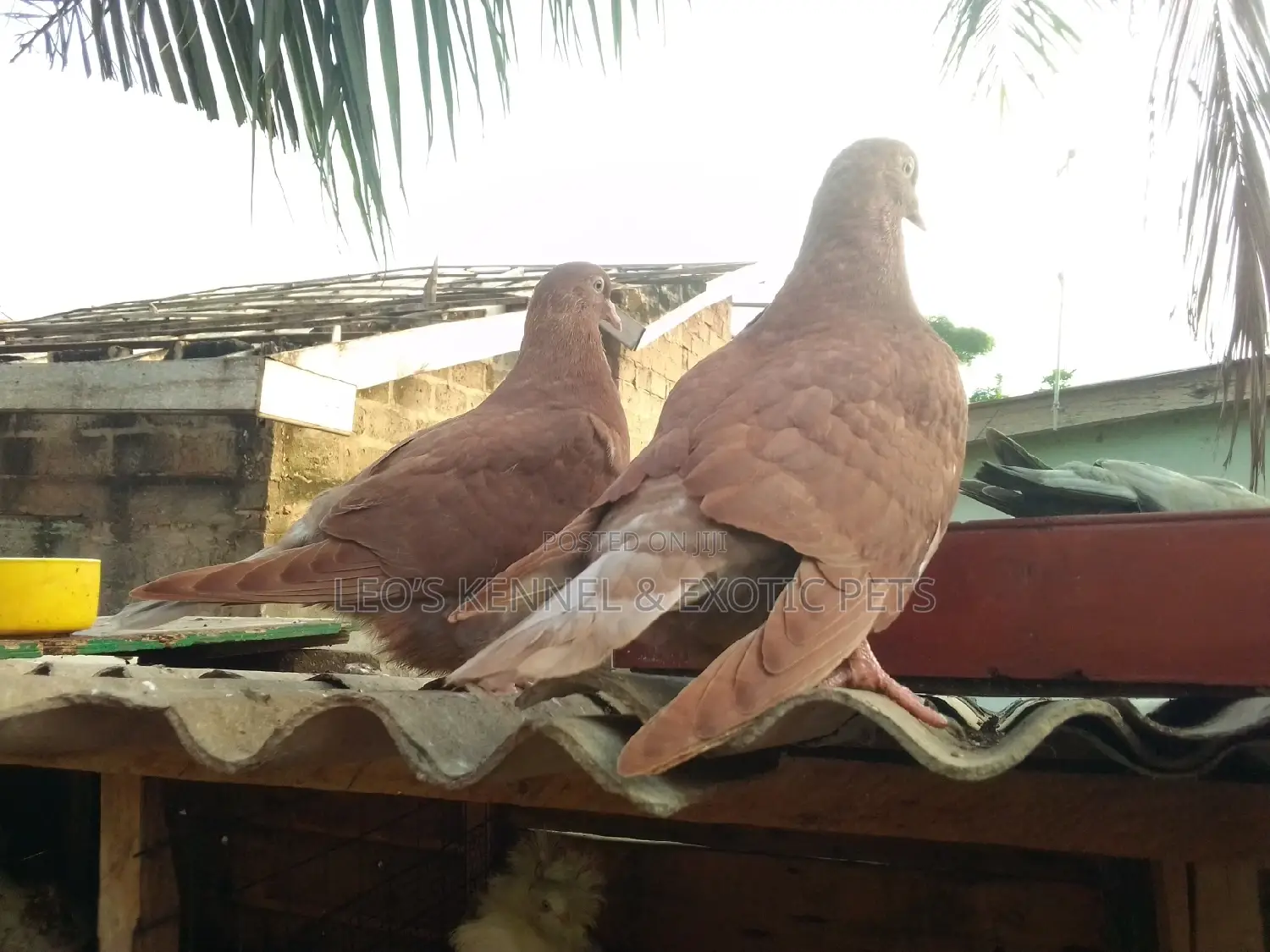 Recessive Red, Yellow Pigeons