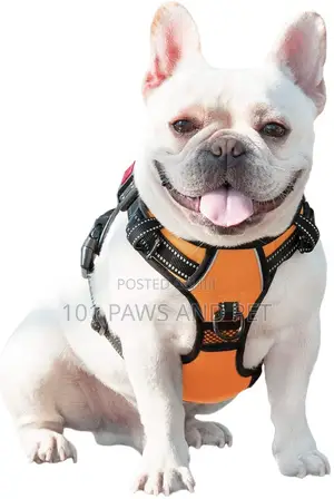 Harness Available for Small Dogs