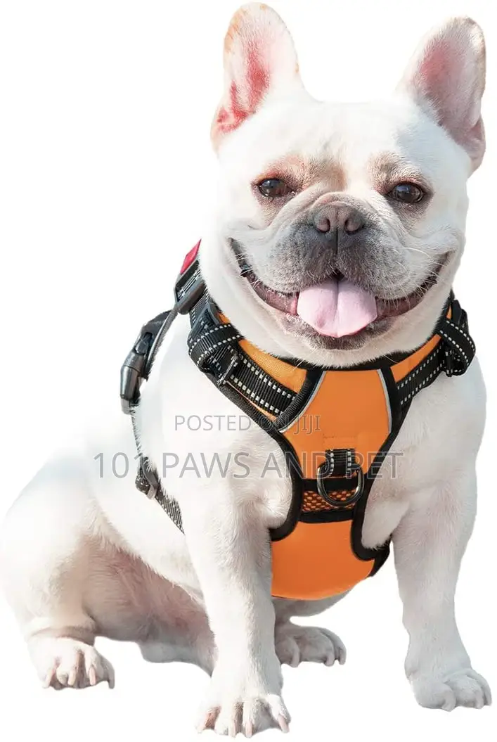 Harness Available for Small Dogs