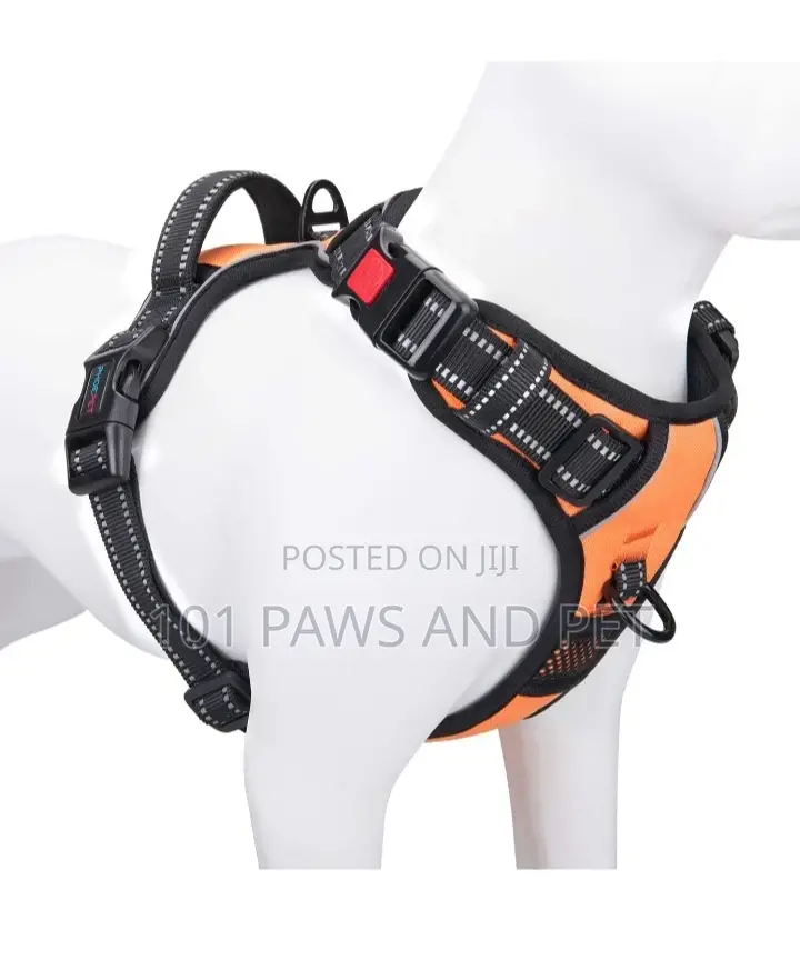 Harness Available for Small Dogs