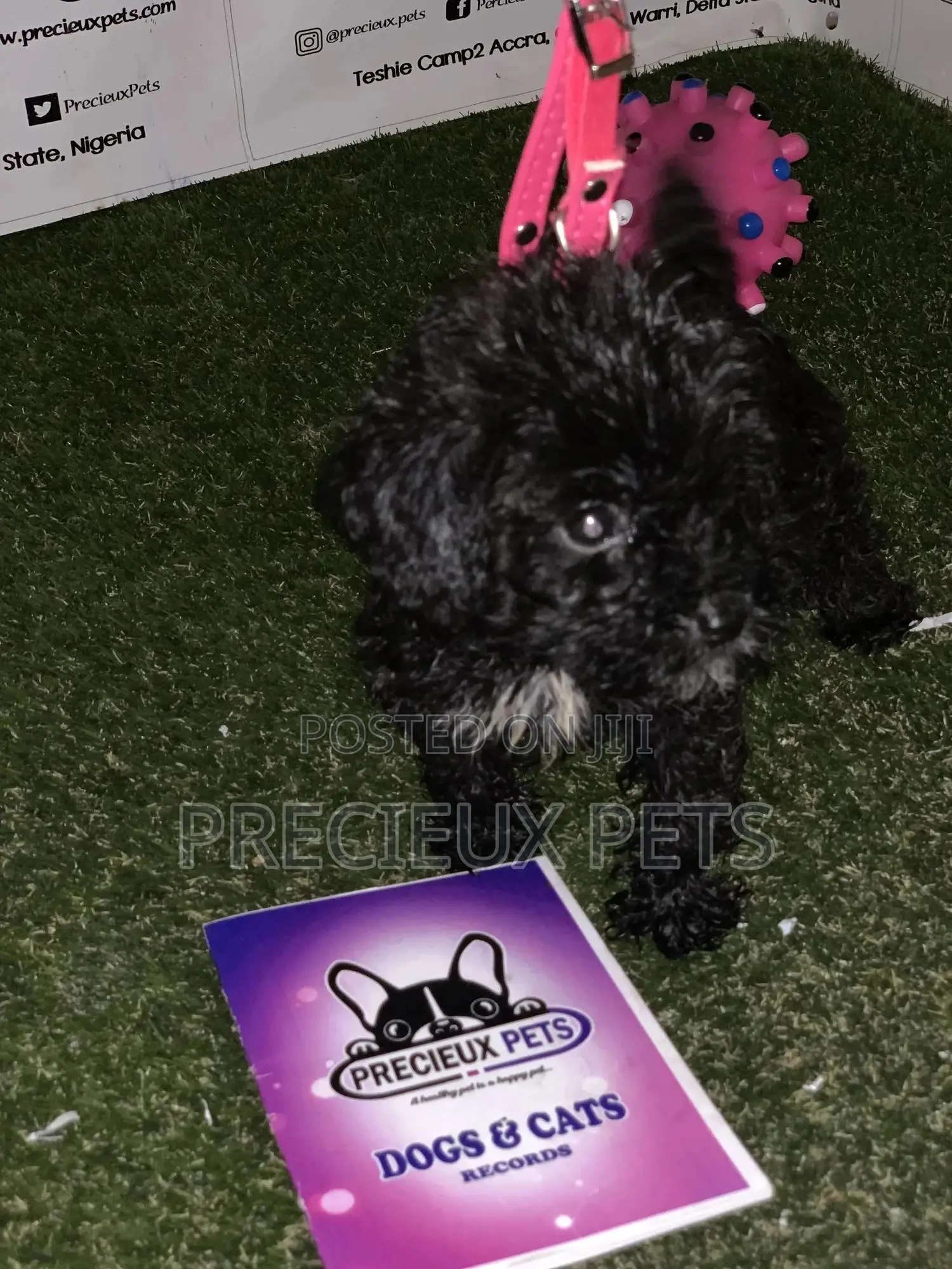 1-3 Months Male Purebred Poodle