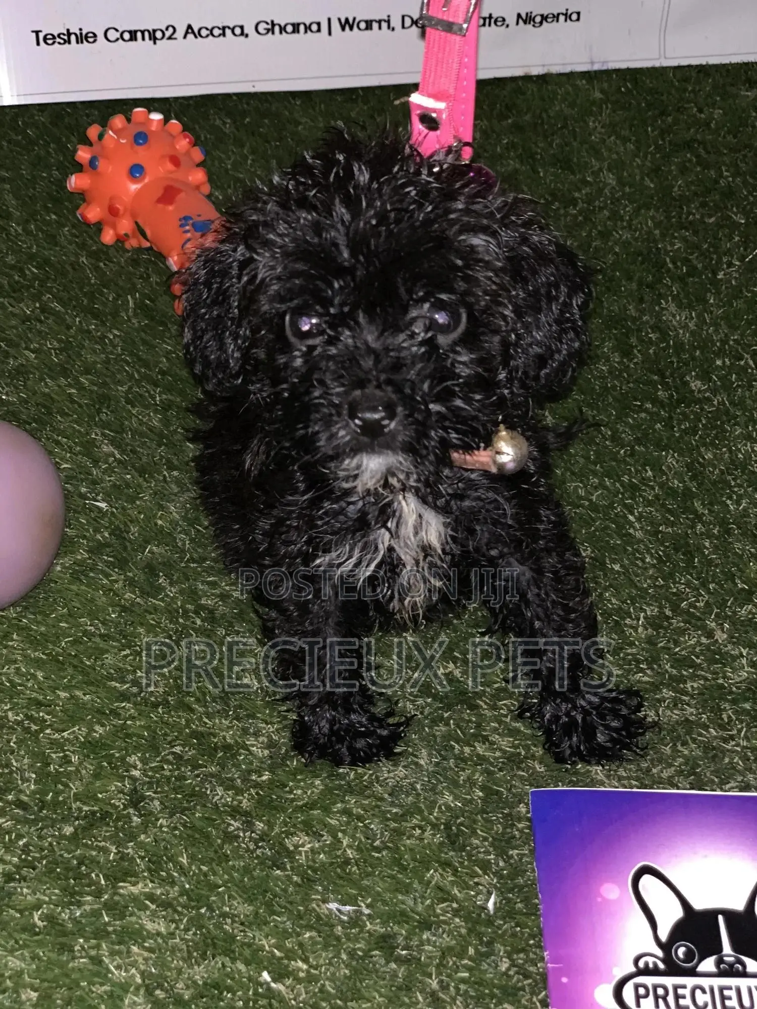 1-3 Months Male Purebred Poodle