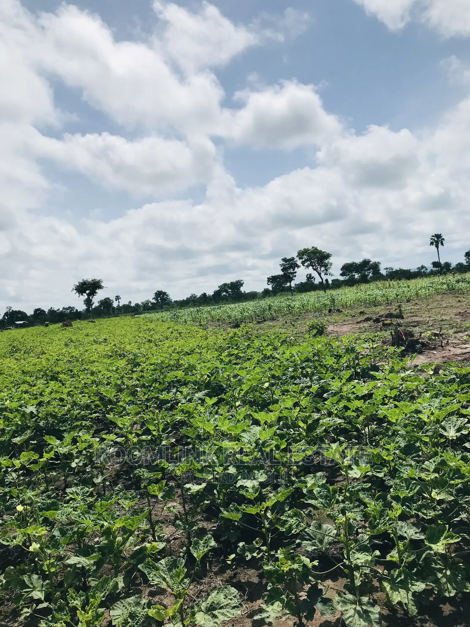 Affordable Farmlands at for Sale in Kintampo
