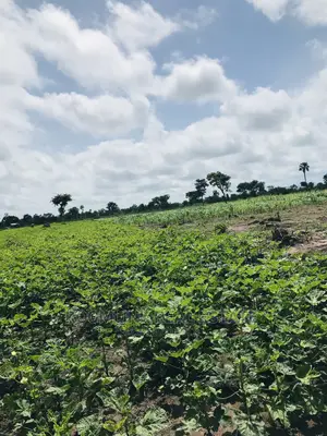 Affordable Farmlands at for Sale in Kintampo