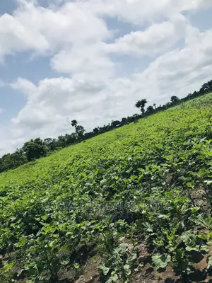 Affordable Farmlands at for Sale in Kintampo