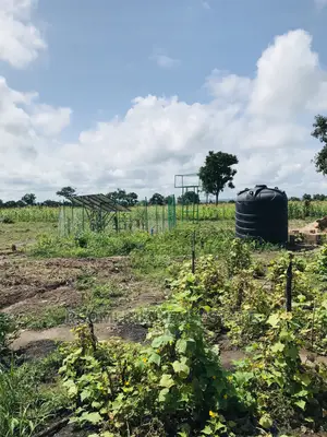 Affordable Farmlands at for Sale in Kintampo