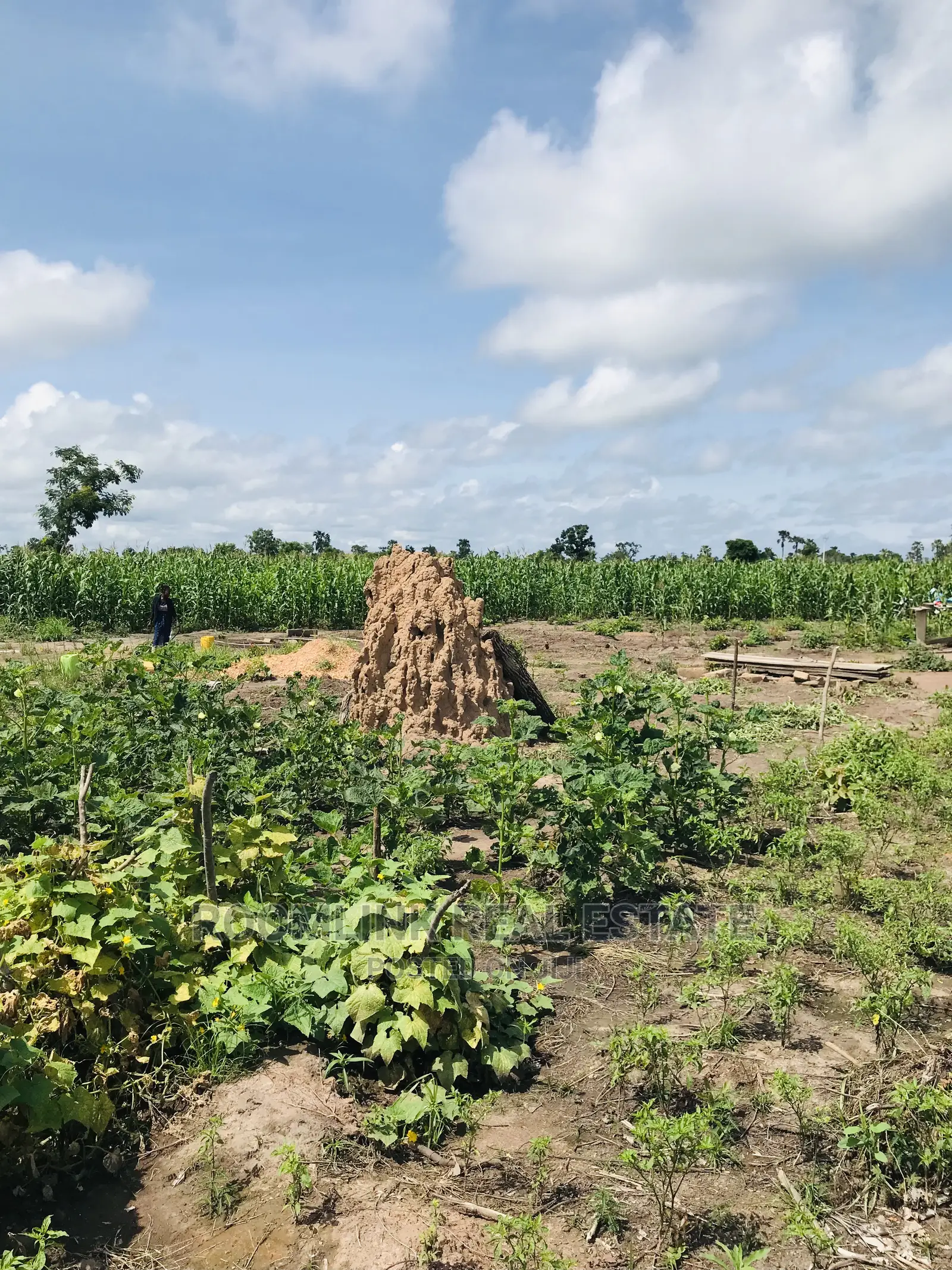 Affordable Farmlands at for Sale in Kintampo