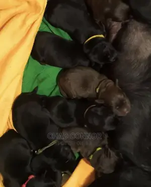 1-3 months Male Purebred Labrador Retriever