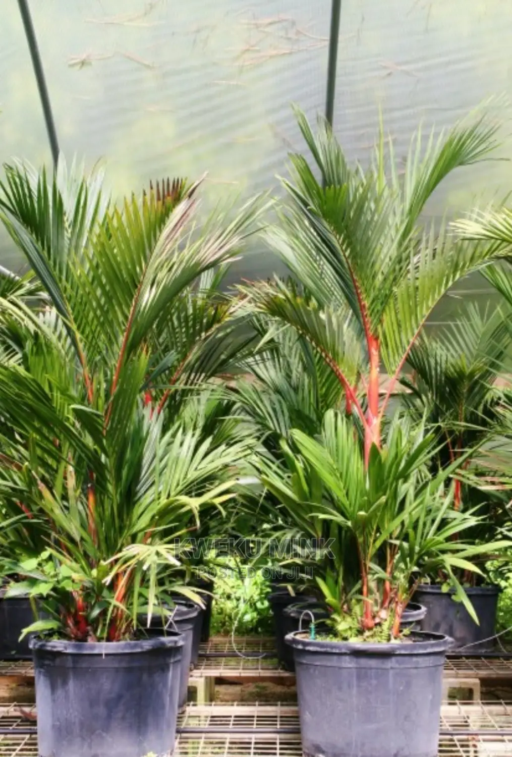 Lipstick Palm