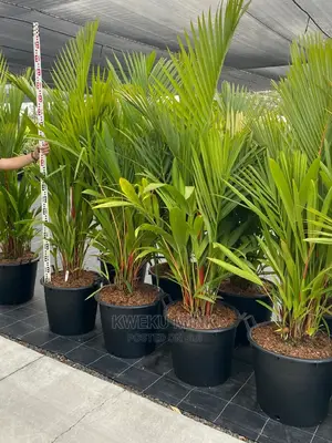 Lipstick Palm