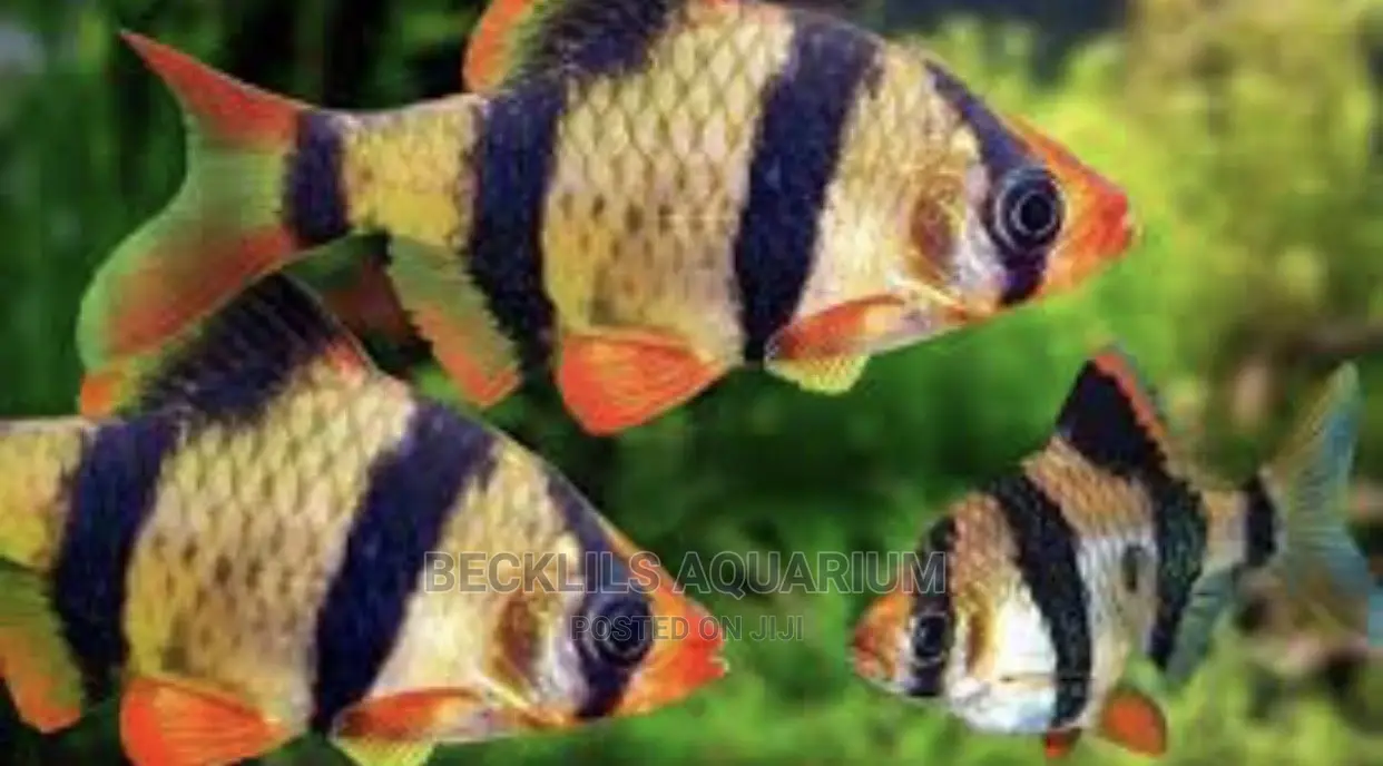 Tiger Barbs