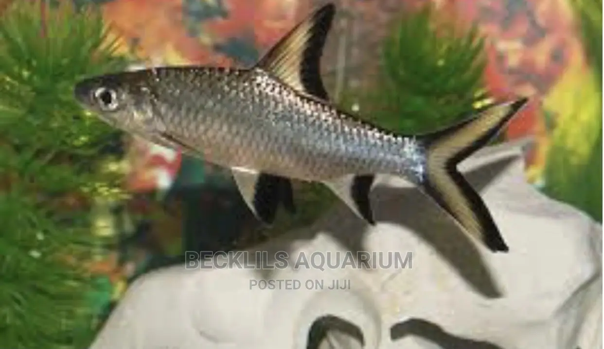Silver Sharks