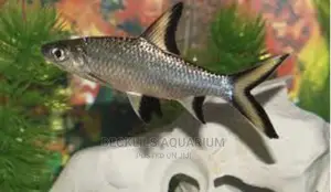 Photo - Silver Sharks