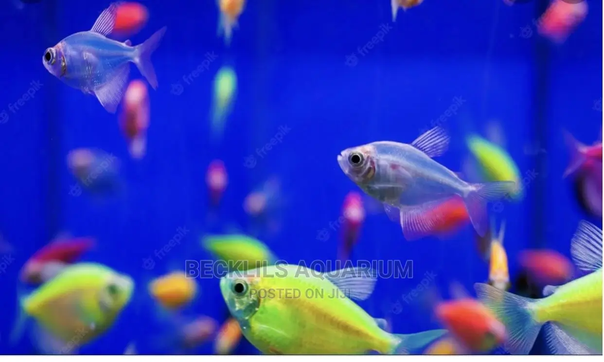 Tetra Fish