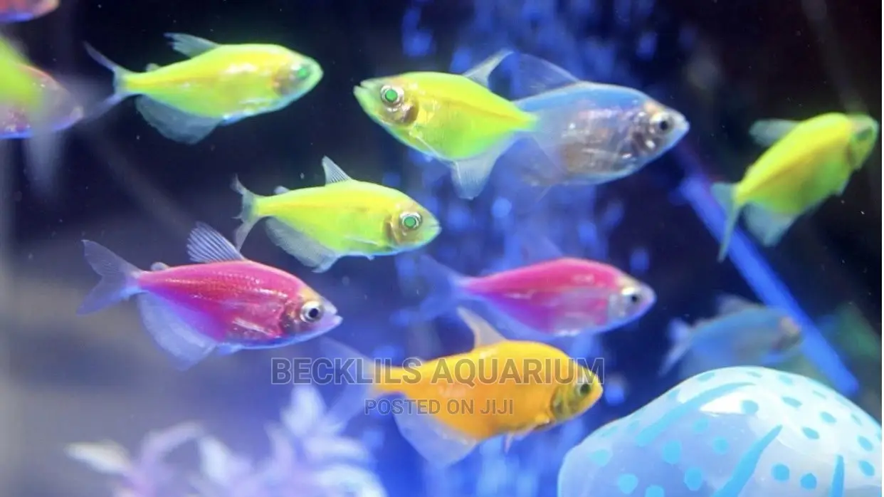 Tetra Fish