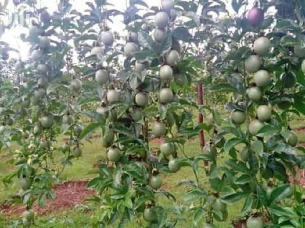 Passion Fruit Seedlings For Sale in Ahafo Ano South Feeds