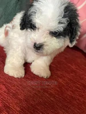 1-3 Months Female Purebred Poodle