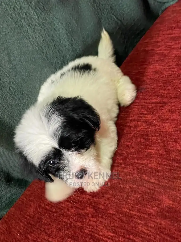1-3 Months Female Purebred Poodle