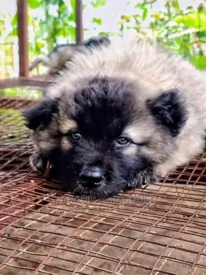 1-3 months Male Purebred Caucasian Shepherd