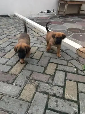 1-3 months Male Purebred Boerboel
