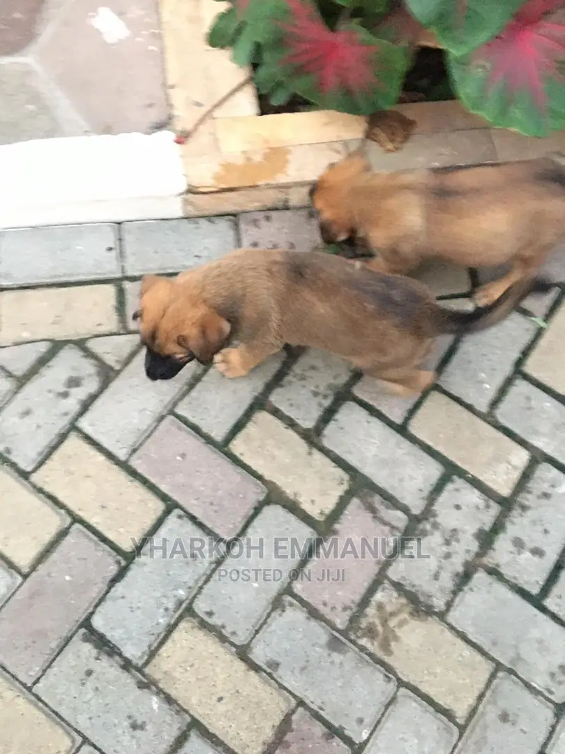 1-3 months Male Purebred Boerboel
