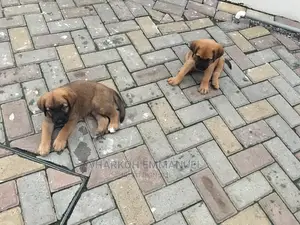 1-3 months Male Purebred Boerboel