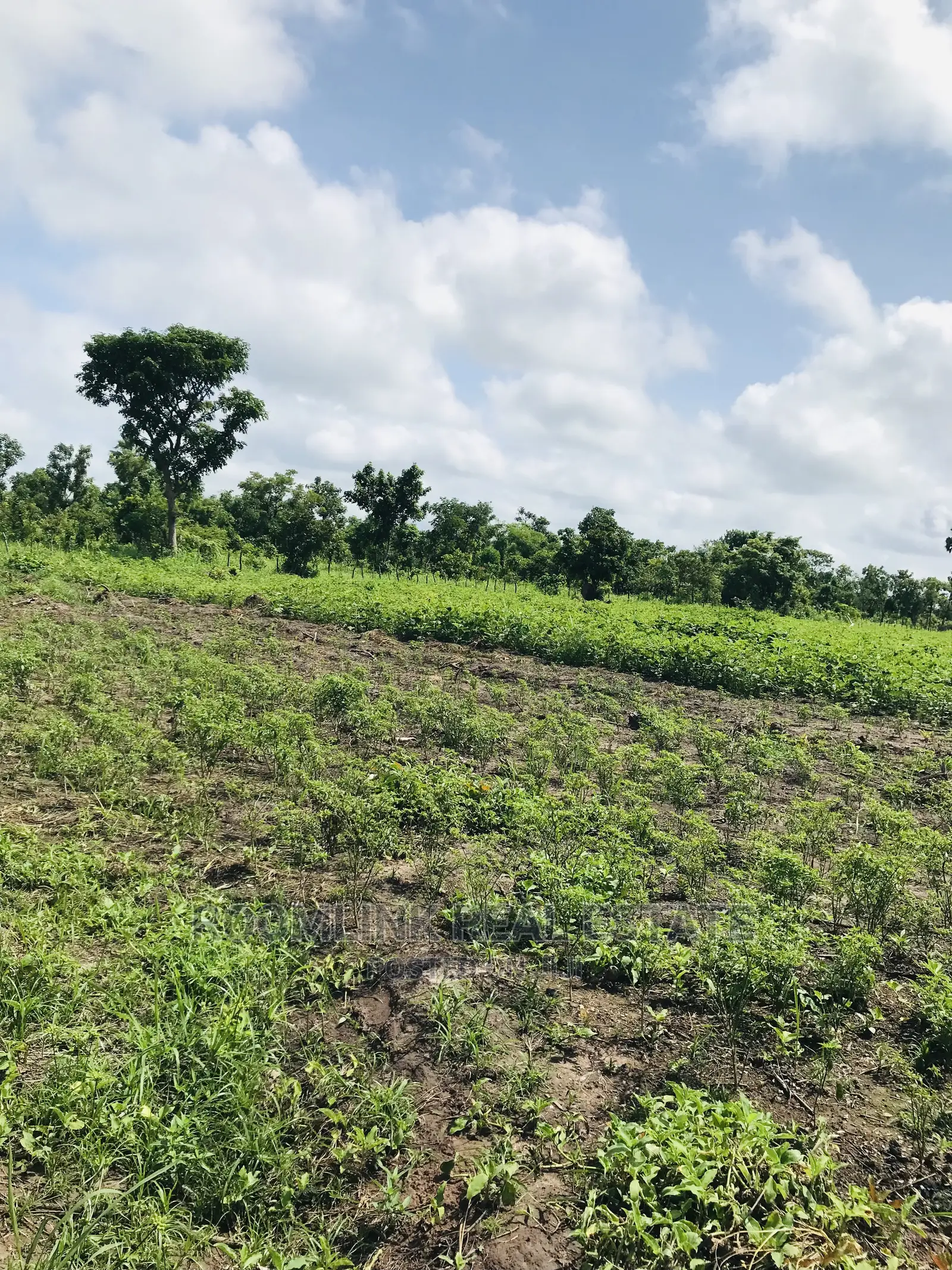 Negotiable Affordable Farmland at Kintampo 5000+ Acres