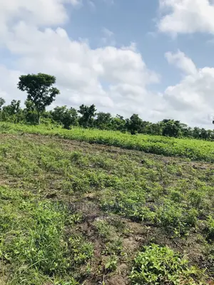 Negotiable Affordable Farmland at Kintampo 5000+ Acres