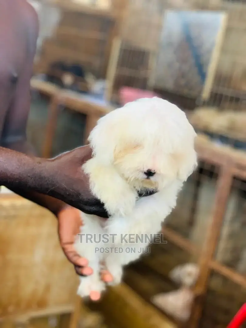 1-3 Month Female Purebred Maltese