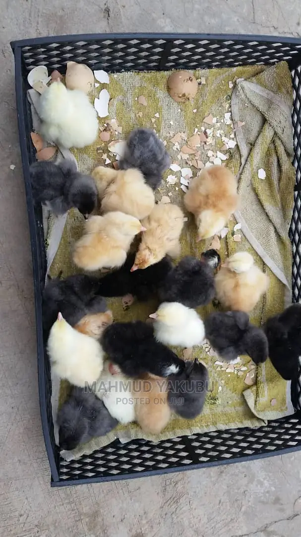 (Parents Ware Imported } Dayold Kroillers for Sale
