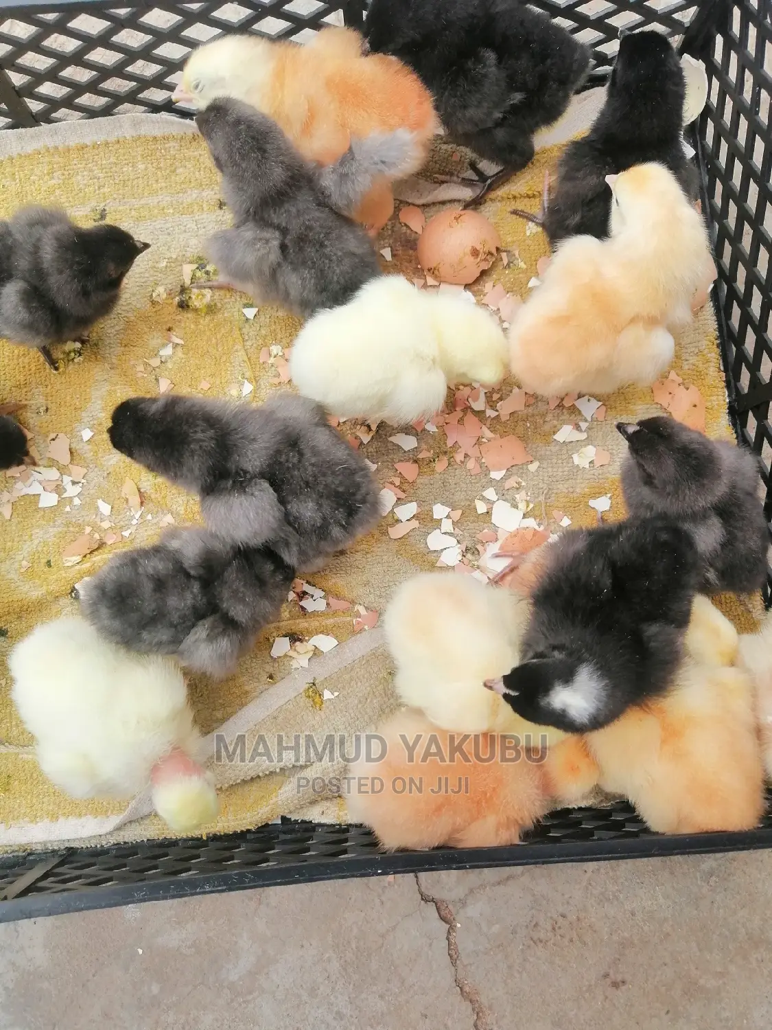 (Parents Ware Imported } Dayold Kroillers for Sale