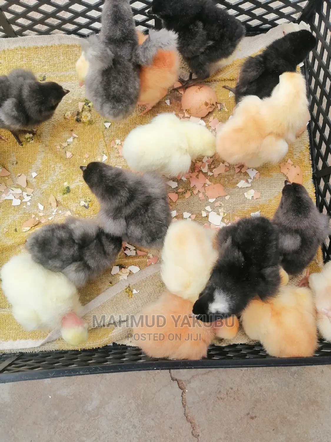 (Parents Ware Imported } Dayold Kroillers for Sale