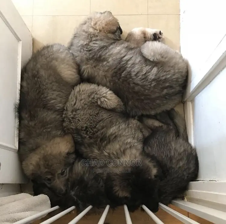 1-3 months Male Purebred Caucasian Shepherd