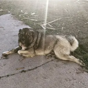 1-3 months Male Purebred Caucasian Shepherd