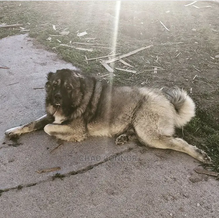 1-3 months Male Purebred Caucasian Shepherd