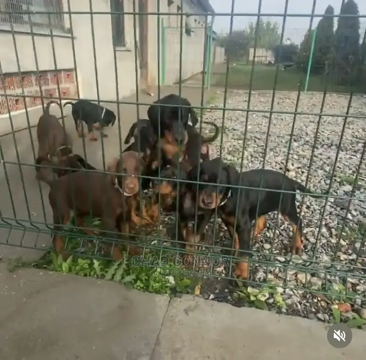 1-3 months Male Purebred Doberman Pinscher