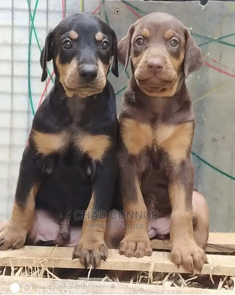 1-3 months Male Purebred Doberman Pinscher