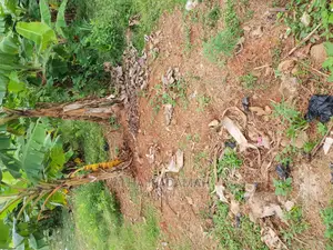 Land for Sale at Boforuyedu Adumasa